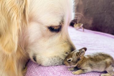Golden Retriever and Baby Bunnies 10 days old [All 4 Bunnies Open Their Eyes]