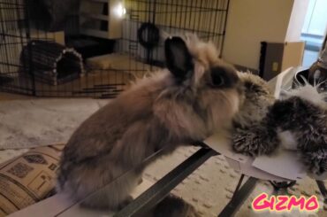 Rabbit Tricks Gizmo The Baby Lionhead Rabbit- stuffy toy best buddy gets groomed by Gizmo