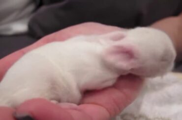 newborn cute bunnies sleeping and struggling#black and white rabbit#small beautiful bunnies