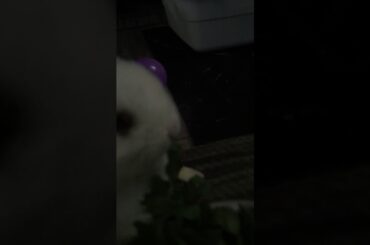 Cute vid of baby bunny eating🐰🌿😍