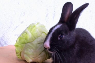 Rabbit eating Cabbage - cute bubby videos