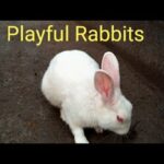 Cute Rabbits Play /  Funny / Tom & Jerry