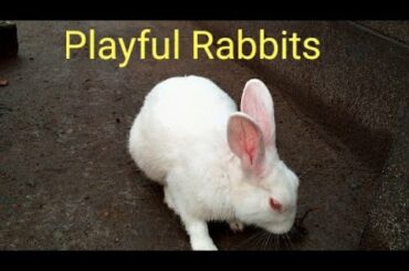 Cute Rabbits Play /  Funny / Tom & Jerry