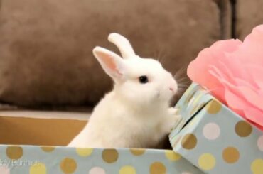 Bunny Neytiri arrived on the planet of Coco s kitt720P HD