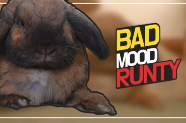 Bad mood runty rabbit funny video (토끼 병맛 예능 2탄)