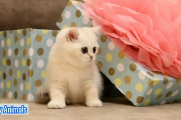 Watch the cat's 🐱 reaction when he sees his new friend the bunny 🐇 / 😍video animals so cute 😍