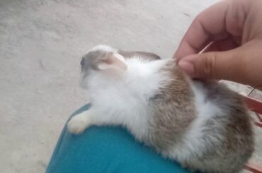 Beautiful  Rabbits babies for sale