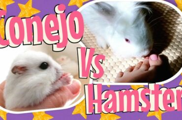 Conejo VS Hamster, Cute and Funny Pets. Funny Bunny.