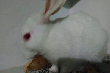 Cute rabbit eating