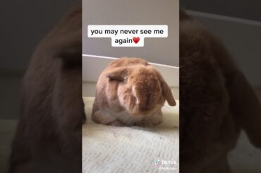 Cute bunny