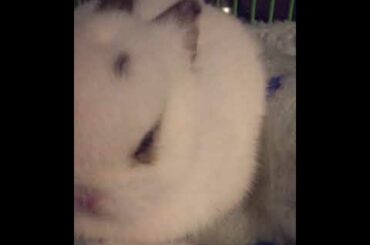 Our cute bunny ‘Snowball’