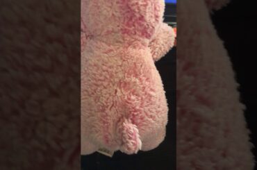 My cute bunny is hanging