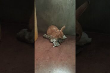 Mother Rabbit feeding her Baby Bunnies😍😍