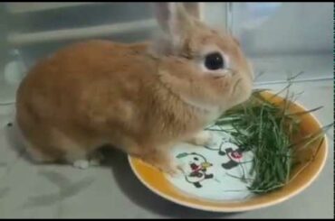 Little Cute Bunny Rabbit Eating The Leaves & Sleeping Spa | Amazing Pets |
