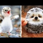 Animals SOO Cute! Cute baby animals Videos Compilation cutest moment of the animals #21