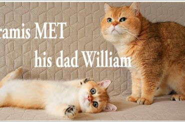 How Kitten Aramis MET his dad William ? | Soo Cute | British Shorthair