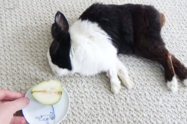 Sleeping Rabbit Dreaming About Eating a Pear