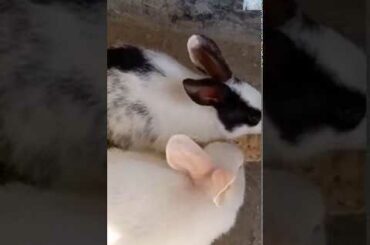 Cute baby Rabbit eating in Hindi Sanju Baba