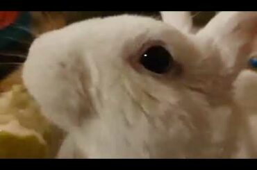 Connie, rabbit, eating a pear, cute eating noises.