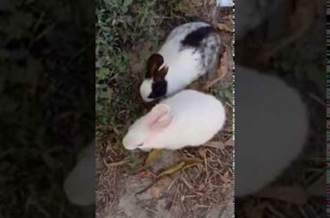 Rabbit cute baby playing and eating in Hindi Sanju Baba