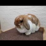 Tokki Club Weekly Cute Rabbit Video #3