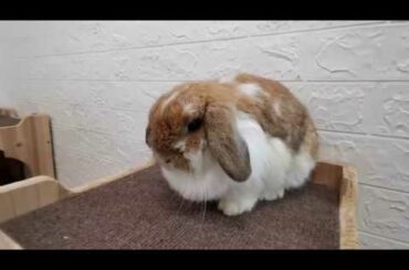 Tokki Club Weekly Cute Rabbit Video #3