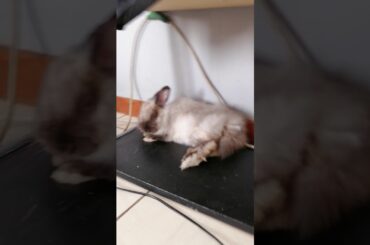 Sleepy Bunny