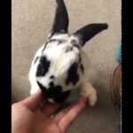 SUPER CUTE!! Rabbit won't let go of owners hands when eating