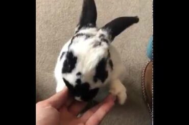 SUPER CUTE!! Rabbit won't let go of owners hands when eating