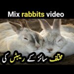 Video of rabbits of every age | Cute rabbits video | Big rabbits video | Mix rabbits video