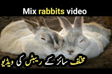 Video of rabbits of every age | Cute rabbits video | Big rabbits video | Mix rabbits video