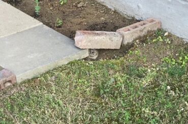 Found cute little bunny