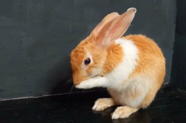Cute Bunny Washing Her Face