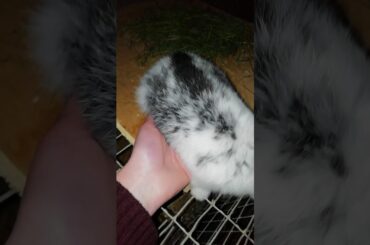 Massage for rabbit, for bloated stomach. How to help rabbits for digestion.