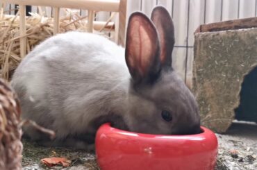 Rabbit Play The Ground | Rabbit hole | Funny Rabbit | cute Rabbit