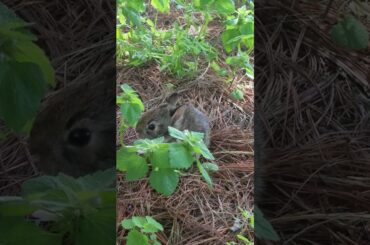 Cute Baby Rabbits Part 2