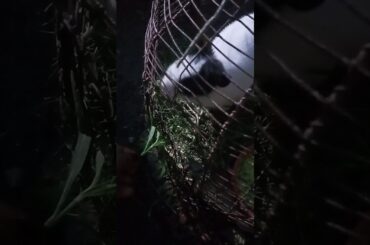 My cute rabbit eating grass....