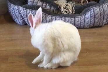 Cute rabbit, Connie, having a wash.