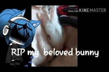 🐇RIP my Beloved Bunny🐇