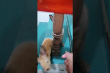 STRESS RELIEVER CUTE ANIMALS ×||× Rabbits/Bunnies eating and going upstairs