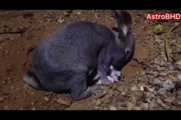 Mother Rabbit 🐇 feeding 3 & 9 days old cutest bunnies 🐰