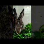 Amazing Video Compilation of My Bunny | Cute Rabbit Video | Deepak Bandal