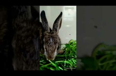 Amazing Video Compilation of My Bunny | Cute Rabbit Video | Deepak Bandal