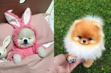 😍 Mini Pomeranian - Funny and Cute Pomeranian Videos #12 - CuteVN