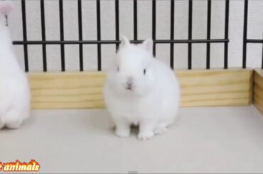 Cute baby bunnies