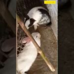 Cute Rabbit baby playing in Hindi Sanju Baba