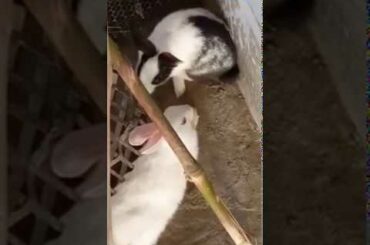 Cute Rabbit baby playing in Hindi Sanju Baba