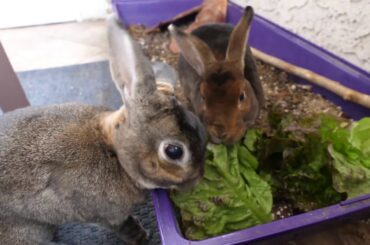 Cute Bunny Rabbits Eat Red Lettuce (ASMR)