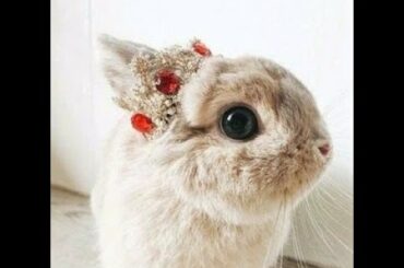 Rabbit - A Funny And Cute Bunny Videos Compilation || NEW HD