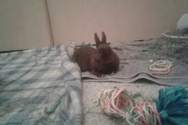 Cute Bunny Videos and Photos (Bunny Time)